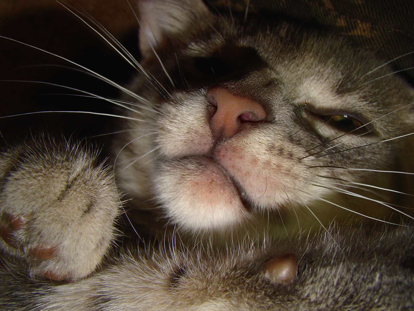 Close up of a kitten